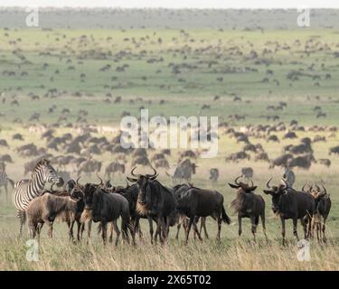 Migliaia di zebre e GNU pascolano sulle ampie pianure aperte Foto Stock