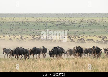 Migliaia di zebre e GNU pascolano sulle ampie pianure aperte Foto Stock