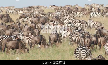 Migliaia di zebre e GNU pascolano sulle ampie pianure aperte Foto Stock