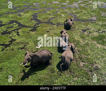 Una mandria di elefanti si snoda attraverso una palude piena di piante verdi Foto Stock