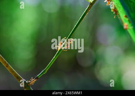 Primo piano di formiche tessitrici che si arrampicano sulla diramazione Foto Stock