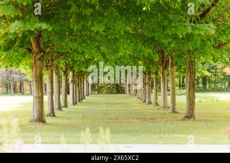 Tranquillo sentiero alberato in un lussureggiante parco verde Foto Stock