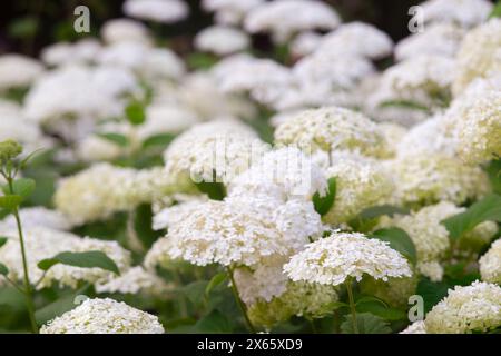 I cespugli di ortensia arborescens fioriscono nel giardino, ortensia bianca in un parco da vicino. Sfondo con motivo floreale naturale, design paesaggistico. Foto Stock