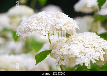 I cespugli di ortensia arborescens fioriscono nel giardino, ortensia bianca in un parco da vicino. Sfondo con motivo floreale naturale, design paesaggistico. Foto Stock