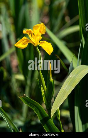 Flag iris Foto Stock