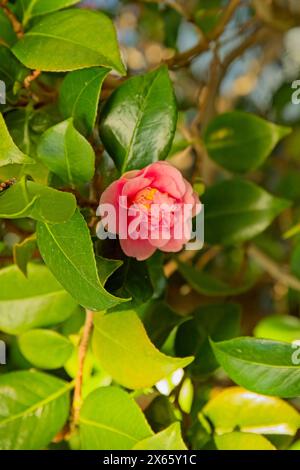 Closeup of Camellia japonica, conosciuta come camelia comune, o camelia giapponese, è una specie di camelia, un genere di piante in fiore della famiglia Theaceae Foto Stock