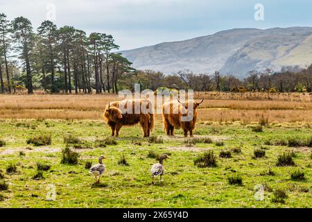 Due Coo scozzesi e due anatre al pascolo Foto Stock