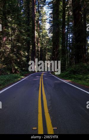 Una strada vuota si snoda attraverso alberi alti. Foto Stock