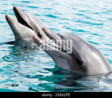 I delfini gettano la testa fuori dall'acqua Foto Stock