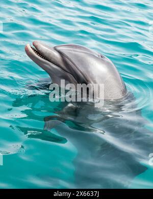 Delfino che sbatte la testa fuori dall'acqua Foto Stock