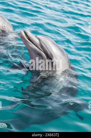 Delfino che sbatte la testa fuori dall'acqua Foto Stock