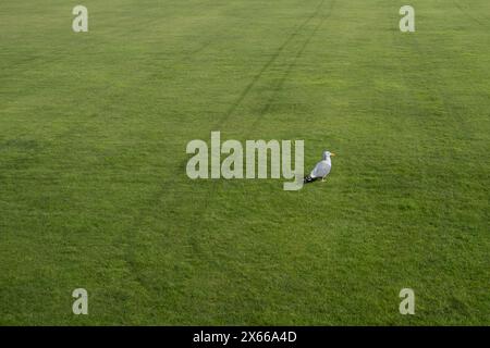 Un unico Gull europeo di aringa Larus argentatus in piedi su un campo da bowling in erba incontaminata a Newquay, in Cornovaglia, nel Regno Unito. Foto Stock