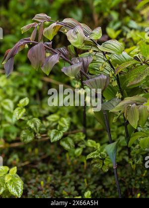 Fogliame primaverile e fiori dalla forma scura del sigillo di Salomone, Polygonatum x hybridum 'Betberg' Foto Stock