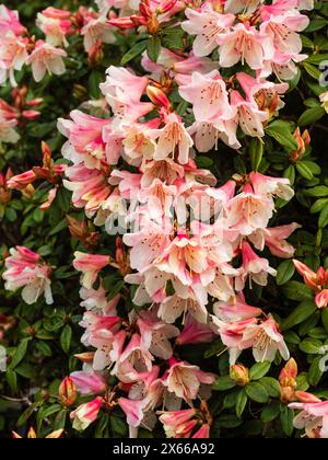 Fiori primaverili rosa e bianchi a forma di campana dell'arbusto resistente e compatto, Rododendron "Tree Creeper" Foto Stock