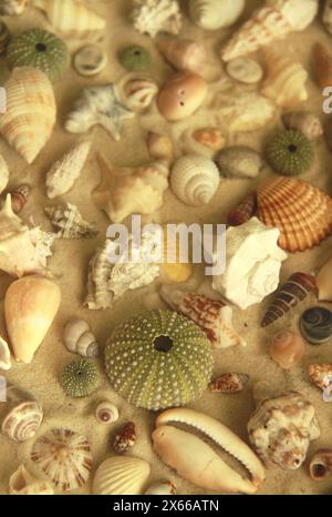 Collezione di conchiglie marine esposte sulla sabbia in un piccolo tavolo decorativo realizzato a mano ricoperto da un pezzo di vetro. Foto Stock