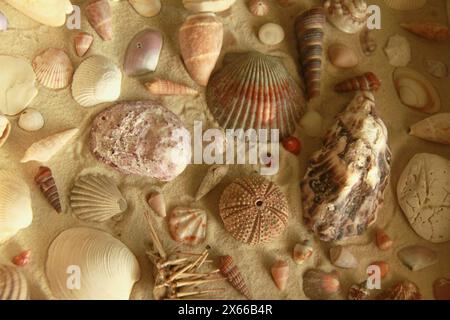 Collezione di conchiglie marine esposte sulla sabbia in un piccolo tavolo decorativo realizzato a mano ricoperto da un pezzo di vetro. Foto Stock