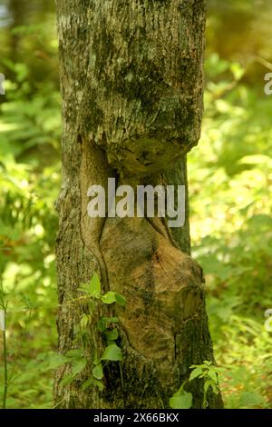 Virginia, Stati Uniti. Tronco di albero masticato da un castoro. Foto Stock