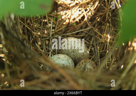 Uova cardinali settentrionali nel nido Foto Stock