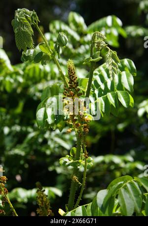 Tara, Spiny Holdback, Taya o Algarroba Tanino, Tara spinosa, Fabaceae, Syn. Caesalpinia spinosa. Manuel Antonio, Costa Rica, America centrale. Foto Stock