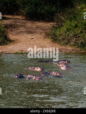 Gruppo di ippopotami nel Canale di Kazinga nel Parco Nazionale della Regina Elisabetta, Uganda, Albino Hippopotamus Foto Stock