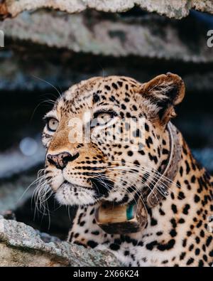 Il leopardo riposa sull'albero dei cactus nel Parco Nazionale della Regina Elisabetta in Uganda Foto Stock