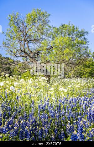 Un prato nella regione collinare del Texas pieno di calette blu Foto Stock