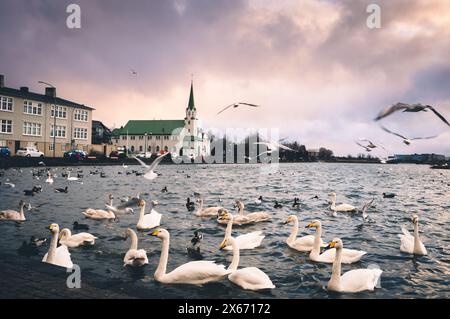 La Chiesa libera di Reykjavik è una chiesa della congregazione luterana libera dell'Islanda. Sullo sfondo di anatre e oche nel centro della città. Foto Stock