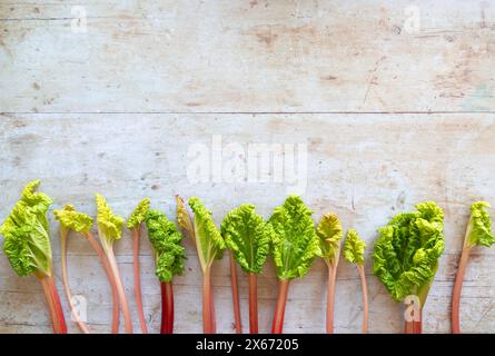 Rabarbaro forzato appena prelevato di fila su una superficie di legno chiaro con spazio di copia Foto Stock