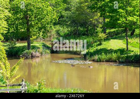 Un grande laghetto isolato con un ponte ornamentale e un paio di oche canadesi adulte con sei imbracature, in un caldo e soleggiato giorno di maggio nel Sussex, in Inghilterra Foto Stock