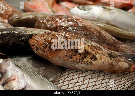 Gurna rossa (Chelidonichthys cuculus), nota anche come gurna rossa dell'Atlantico orientale o pesce fresco soldato a Ortigia Siracusa sicilia storica f Foto Stock