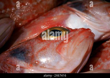 Helicolenus dactylopterus, pesce rosa pancia nera pesce fresco a Ortigia Siracusa, storico mercato ittico italiano Foto Stock