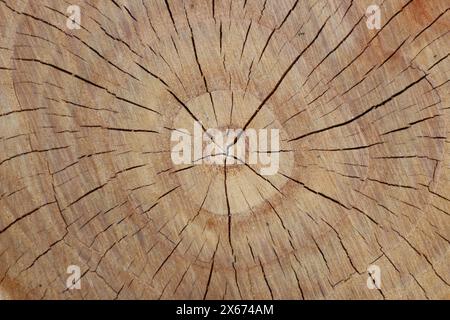 Vista dall'alto tronco ad albero. Foto in testa di un vecchio registro dettagliato. Copiare lo spazio sulla superficie del tronco, niente persone. Foto Stock