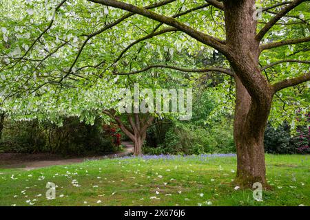 Davidia Involucrata conosciuta anche come l'albero del fazzoletto con bratti bianchi appesi ai rami alla fine della primavera. Foto Stock