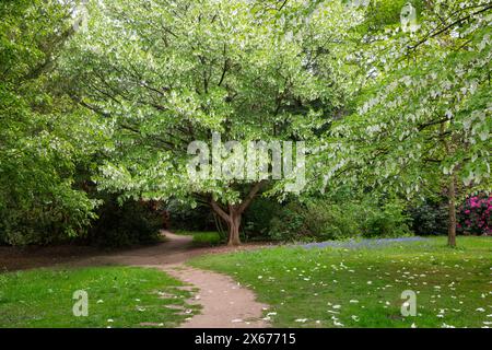 Davidia Involucrata conosciuta anche come l'albero del fazzoletto con bratti bianchi appesi ai rami alla fine della primavera. Foto Stock