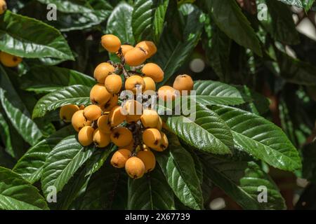 Frutti di loquat che crescono e maturano tra il fogliame verde e il primo piano degli alberi. Foto Stock