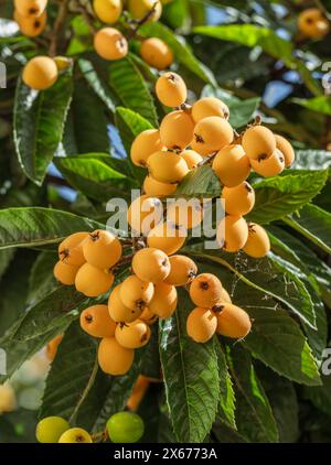 Frutti di loquat che crescono e maturano tra il fogliame verde e il primo piano degli alberi. Foto Stock