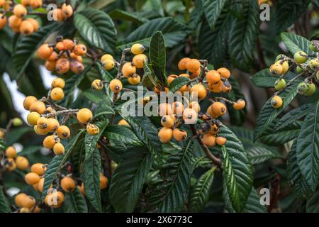 Frutti di loquat che crescono e maturano tra il fogliame verde e il primo piano degli alberi. Foto Stock