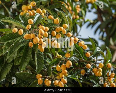 Frutti di loquat che crescono e maturano tra il fogliame verde e il primo piano degli alberi. Foto Stock