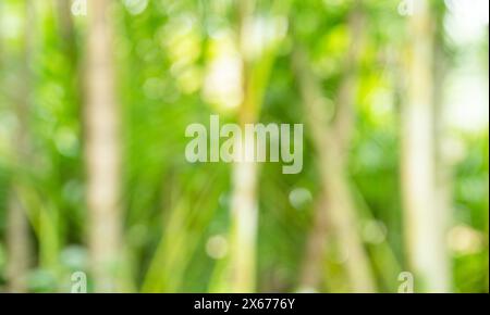 Culmi e foglie di bambù verde bokeh. Motivo o sfondo estivo tropicale verde chiaro. Foto Stock