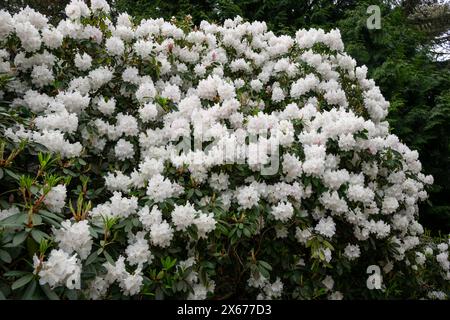 Rhododendron bianco puro con enormi teste di fiori a tarda primavera. Un arbusto sempreverde maturo con fogliame verde scuro. Foto Stock