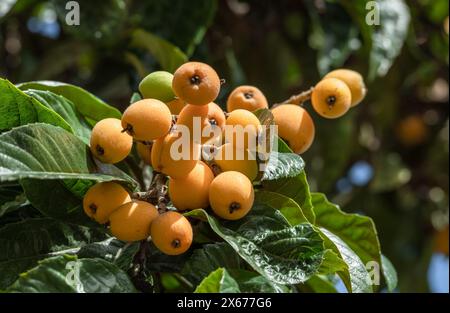 Frutti di loquat che crescono e maturano tra il fogliame verde e il primo piano degli alberi. Foto Stock