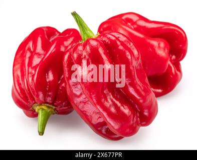 Peperoni habanero rossi isolati su sfondo bianco. Foto Stock