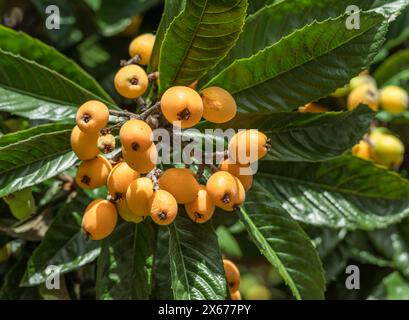 Frutti di loquat che crescono e maturano tra il fogliame verde e il primo piano degli alberi. Foto Stock