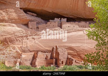 Antica scogliera Puebloan che abita nella parete di arenaria nel Canyon de Chelly National Monument, Arizone, USA il 19 aprile 2024 Foto Stock