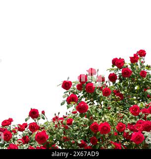 Roseto rosso in fiore come bordo della cornice isolato su bianco c con percorso di ritaglio incluso, adatto per progetti grafici Foto Stock
