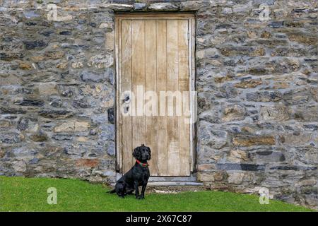 Un cane nero con un collare rosso sedeva davanti a un'antica porta di legno Foto Stock