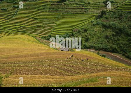 Venite a raccogliere presso le splendide risaie a terrazze di Mu Cang Chai, Yen Bai, Vietnam Foto Stock