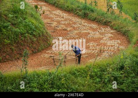 Venite a raccogliere presso le splendide risaie a terrazze di Mu Cang Chai, Yen Bai, Vietnam Foto Stock