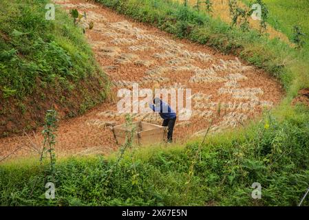 Venite a raccogliere presso le splendide risaie a terrazze di Mu Cang Chai, Yen Bai, Vietnam Foto Stock