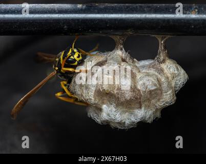 Comune vespa giallastro (Vespula alascensis) regina che si occupa del suo nuovo nido Foto Stock